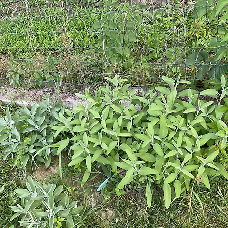 Oasi Del Silenzio A Piea